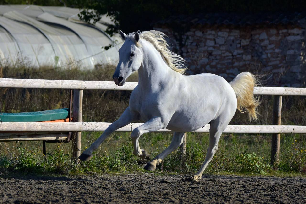 Intimo – Hongre Lipizzan 7 ans, 1m61, dressage & CCE