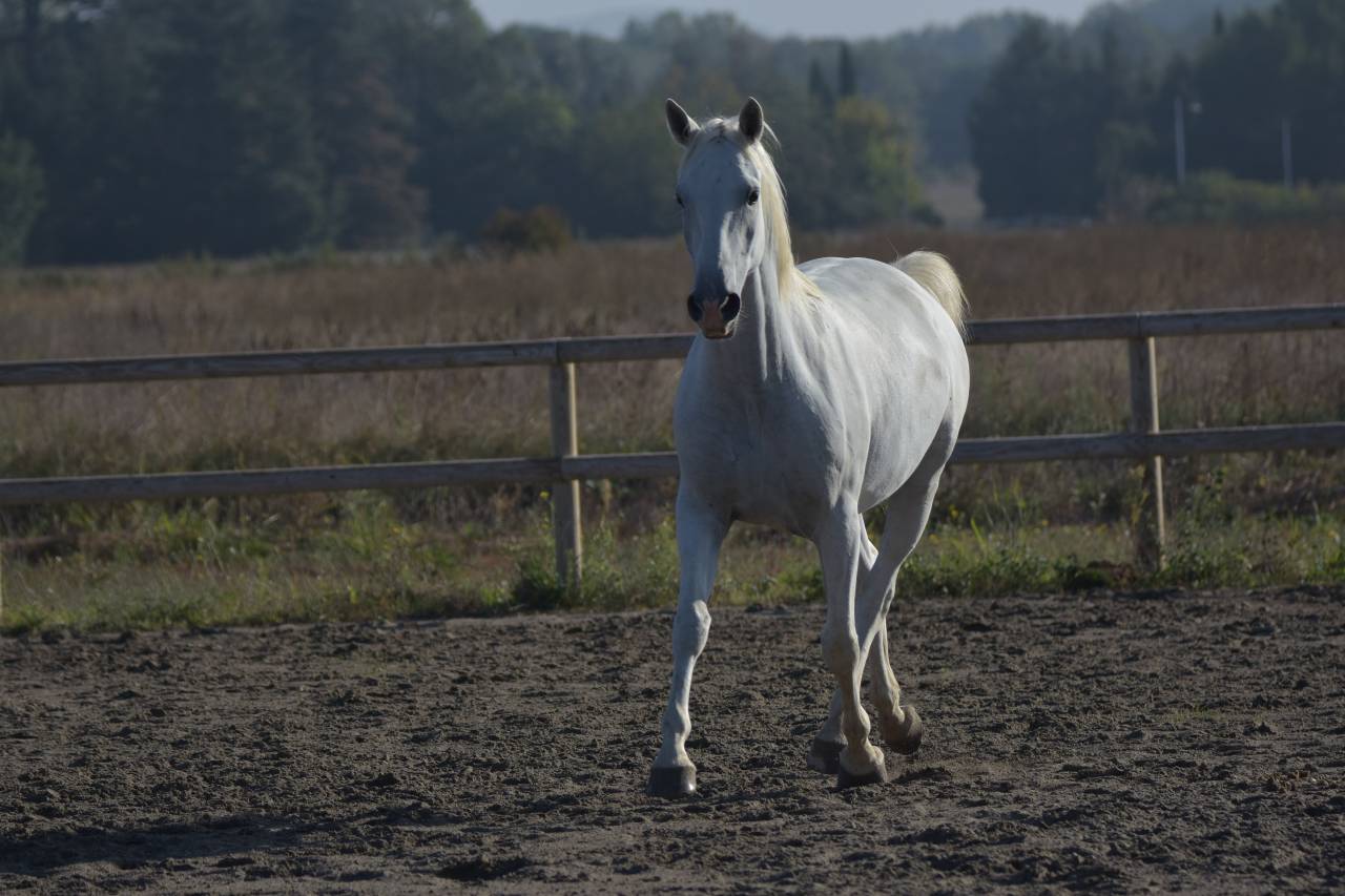 Intimo – Hongre Lipizzan 7 ans, 1m61, dressage & CCE