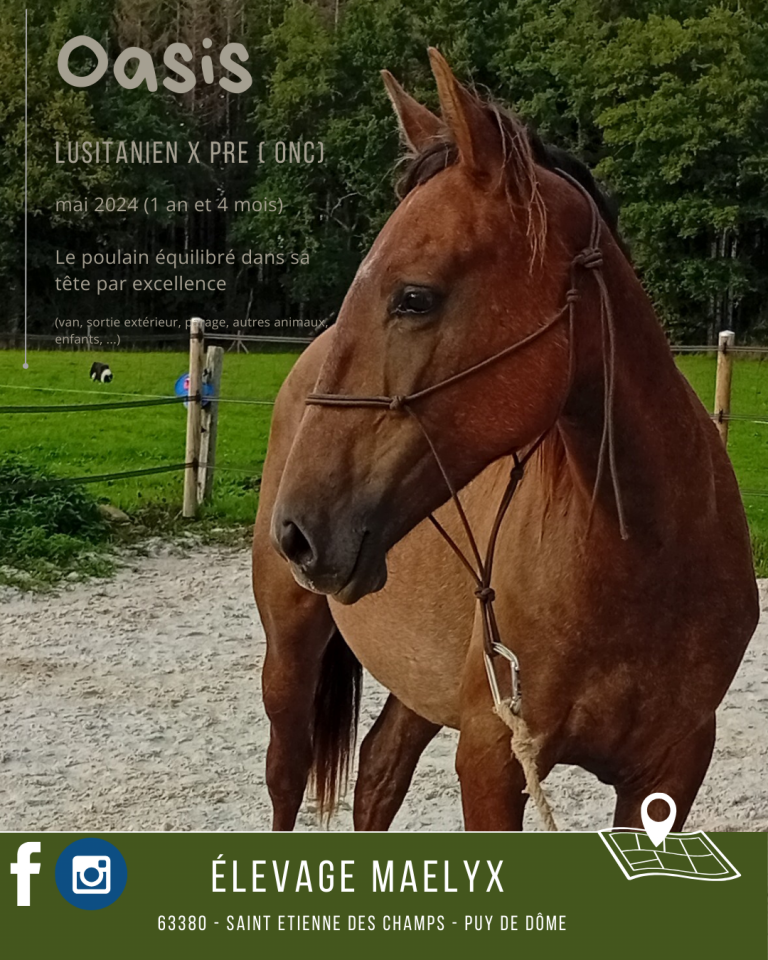 Poulain 1,5 ans lusitanien x espagnol