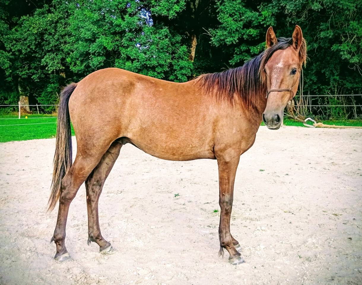 Poulain 1,5 ans lusitanien x espagnol