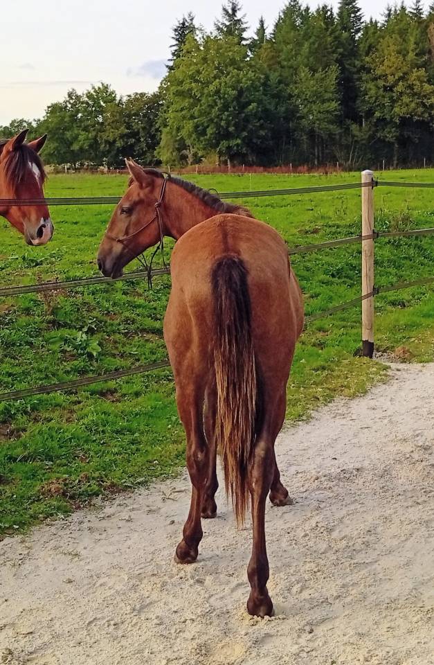 Poulain 1,5 ans lusitanien x espagnol