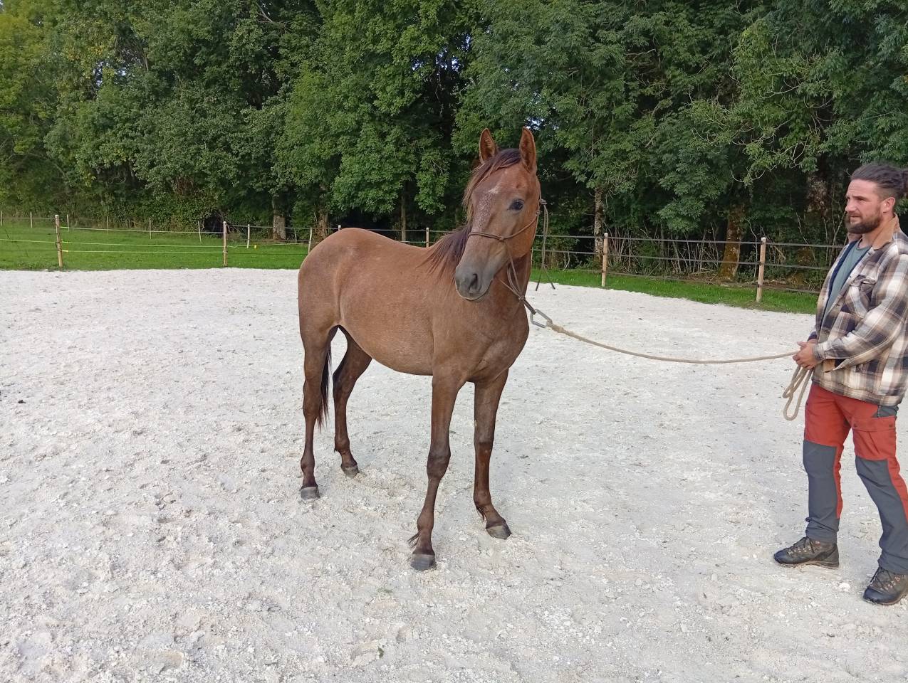 Poulain 1,5 ans lusitanien x espagnol