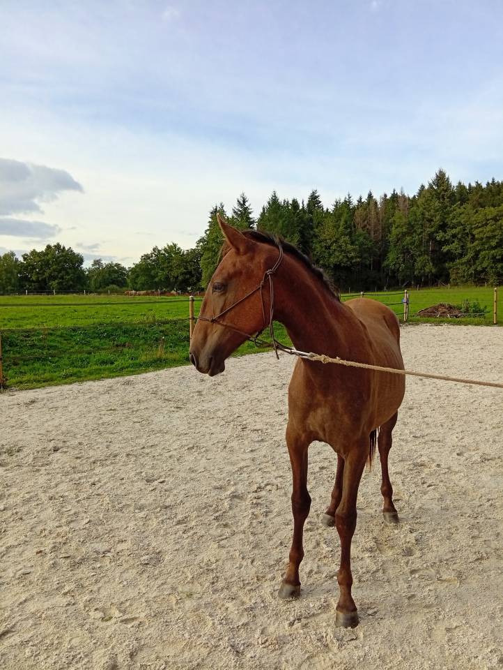 Poulain 1,5 ans lusitanien x espagnol