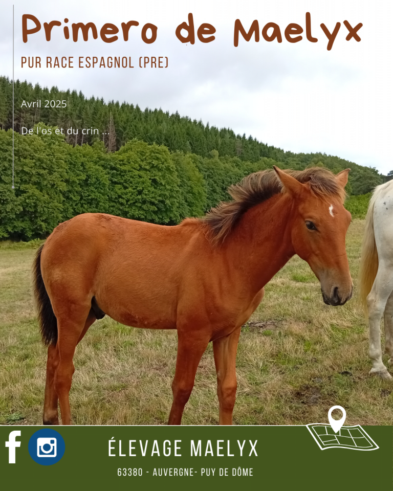 Poulain PRE 6 mois bai pearl