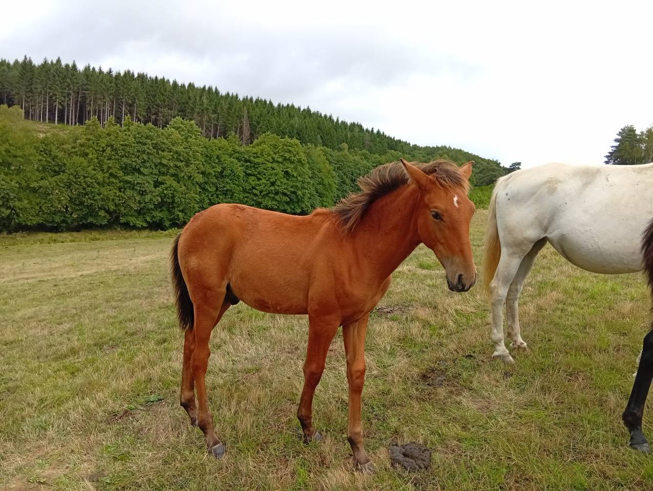 Poulain PRE 6 mois bai pearl