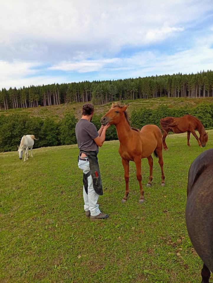 Poulain PRE 6 mois bai pearl