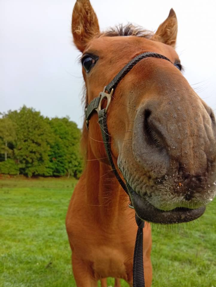 Poulain PRE 6 mois bai pearl