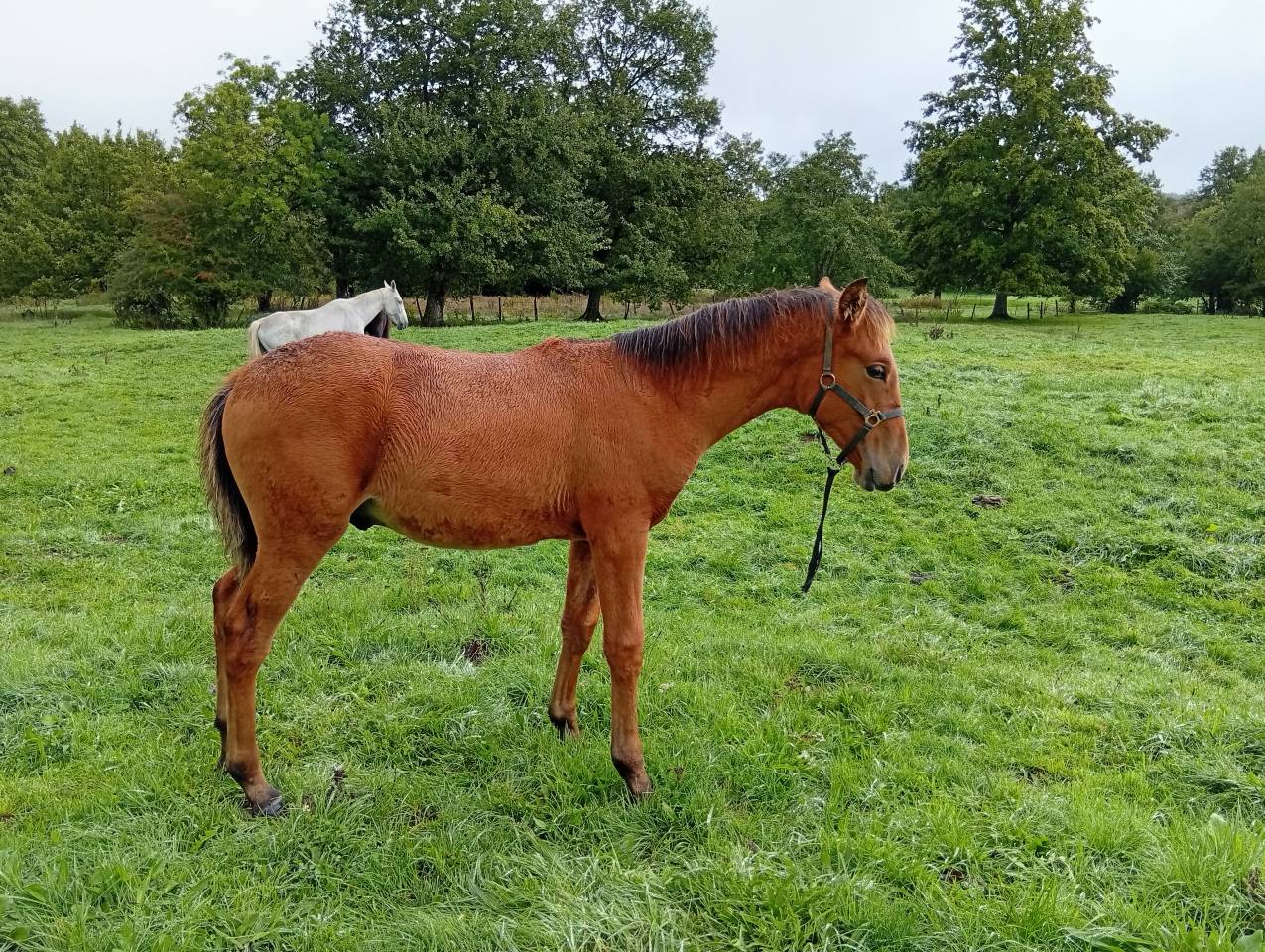 Poulain PRE 6 mois bai pearl