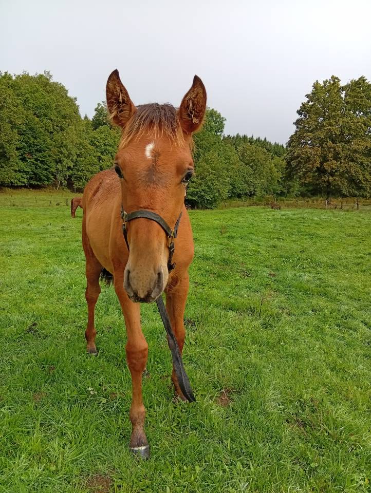 Poulain PRE 6 mois bai pearl