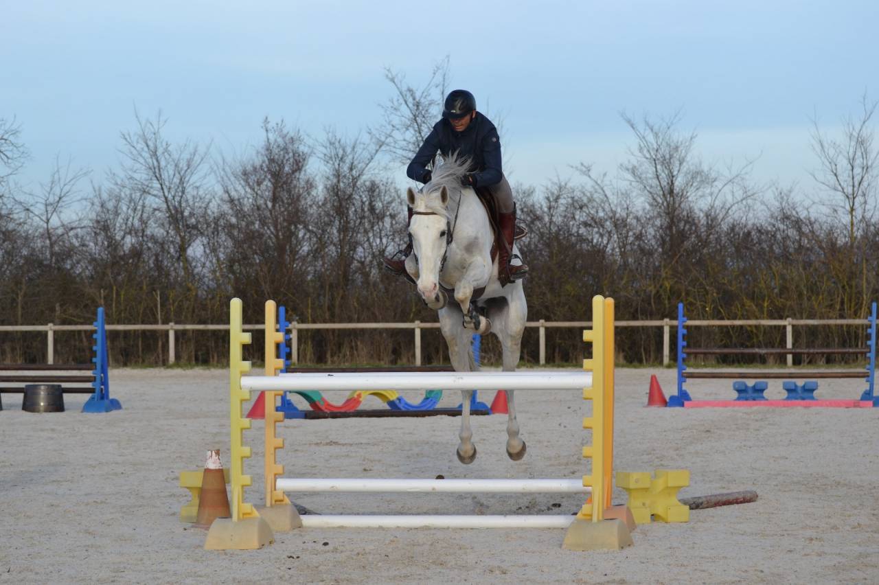 CHEVAL DE CSO 13 ANS