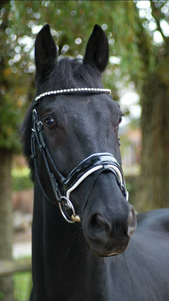 Hongre de 11 ans , Negro X Sandro hit 