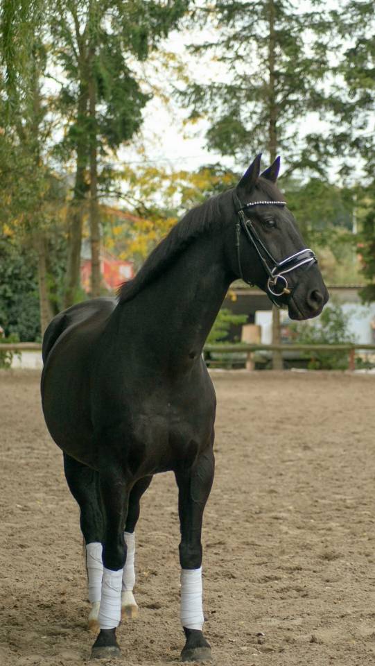 Hongre de 11 ans , Negro X Sandro hit 