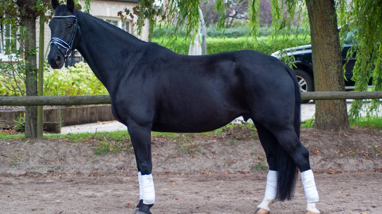 Hongre de 11 ans , Negro X Sandro hit 