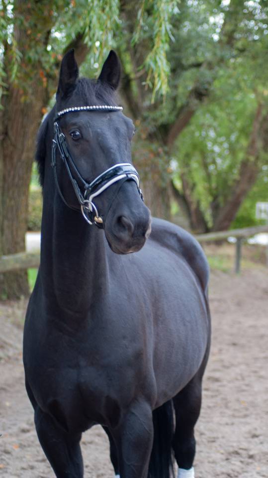 Hongre de 11 ans , Negro X Sandro hit 