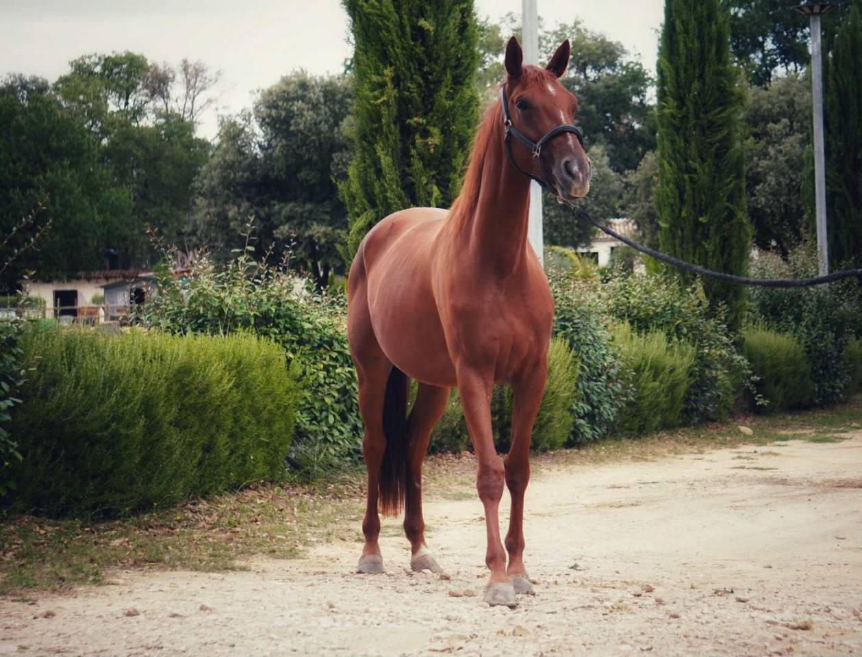Jument 3 ans par Diamondgio LTH X Karamel de Lauture