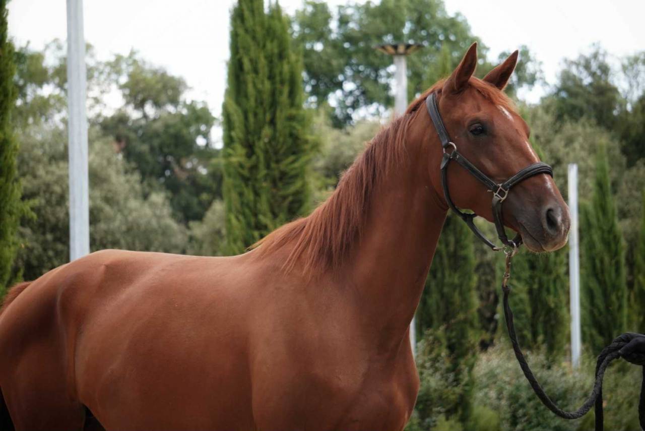 Jument 3 ans par Diamondgio LTH X Karamel de Lauture