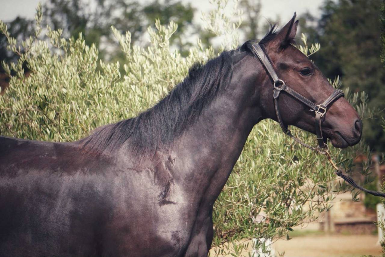 Jument 2 ans par Netto par Negro et Van Gogh du Val 