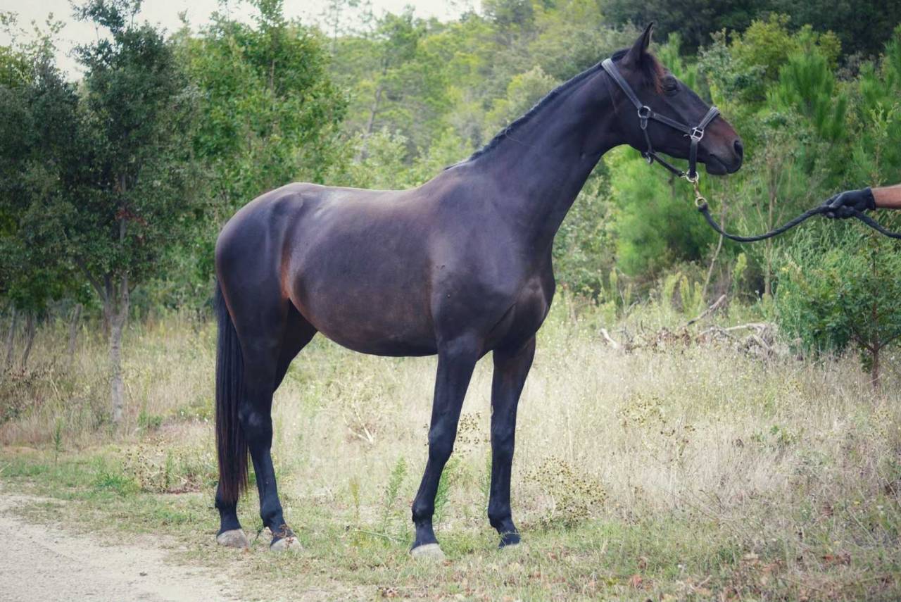 Jument 2 ans par Glamourdale et Kazan du coussoul