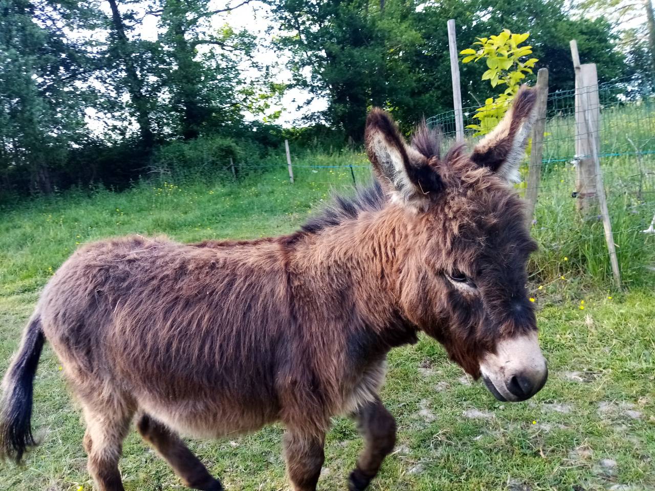 Âne miniature entier 