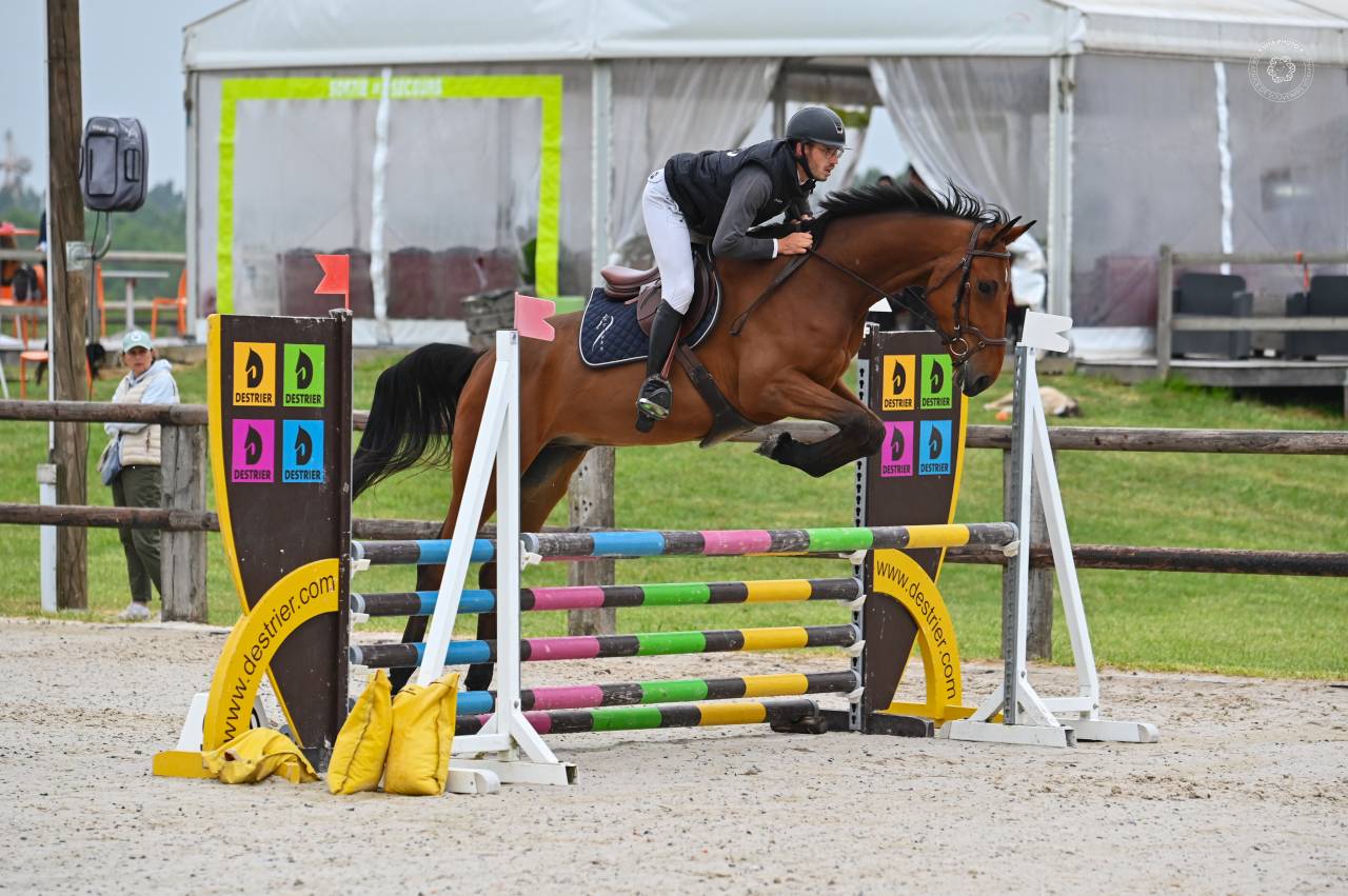 Hongre 4 ans Idéal amateurs