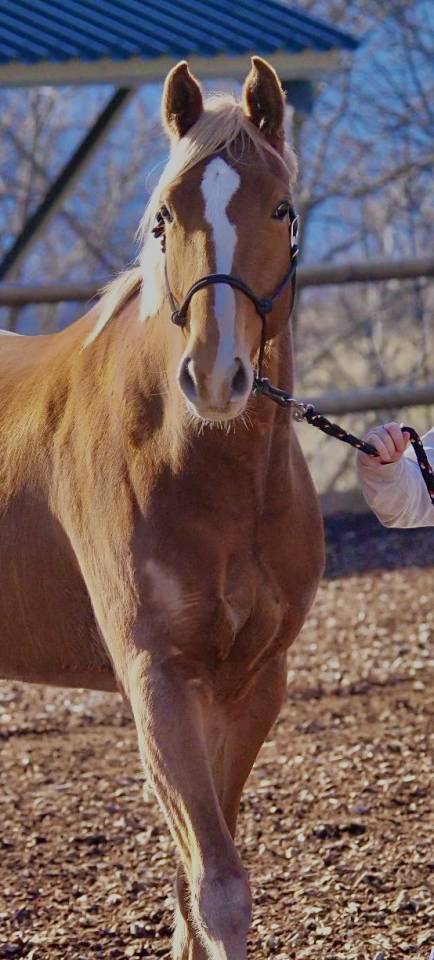 Jument 5 ans SF Kama d’Amaury x Quality Bois Margot