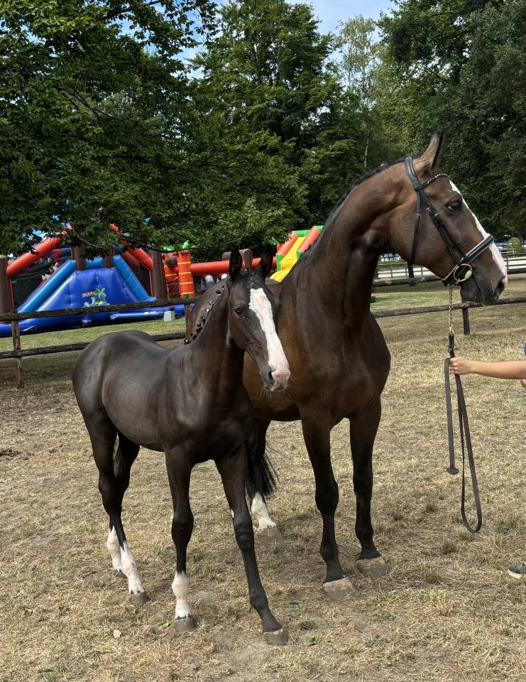 Poulain 2025 par Quel homme de hus