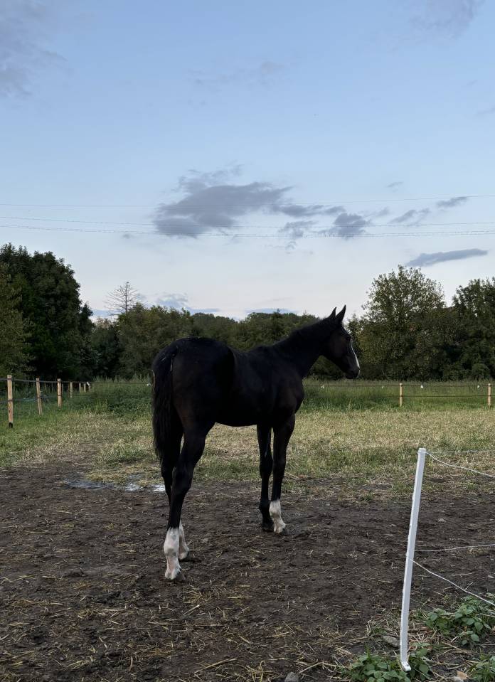 Poulain 2025 par Quel homme de hus