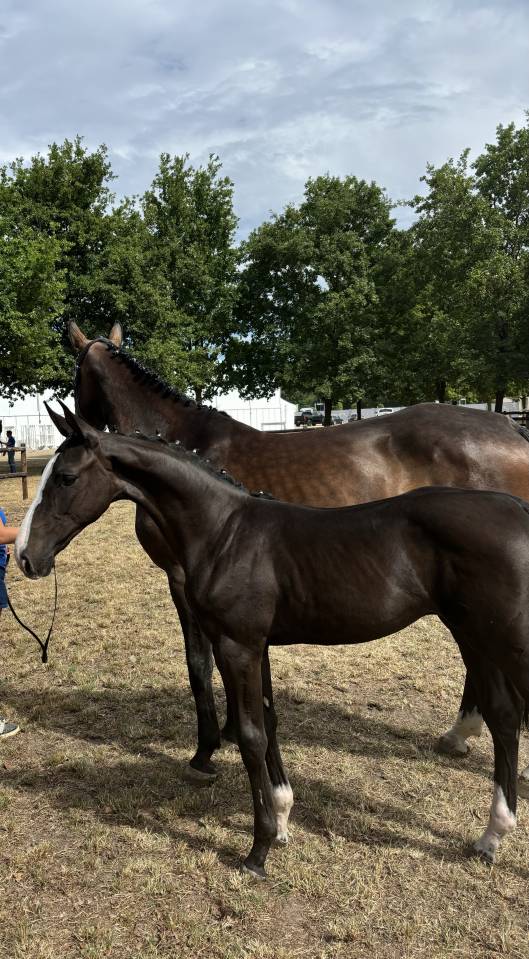 Poulain 2025 par Quel homme de hus