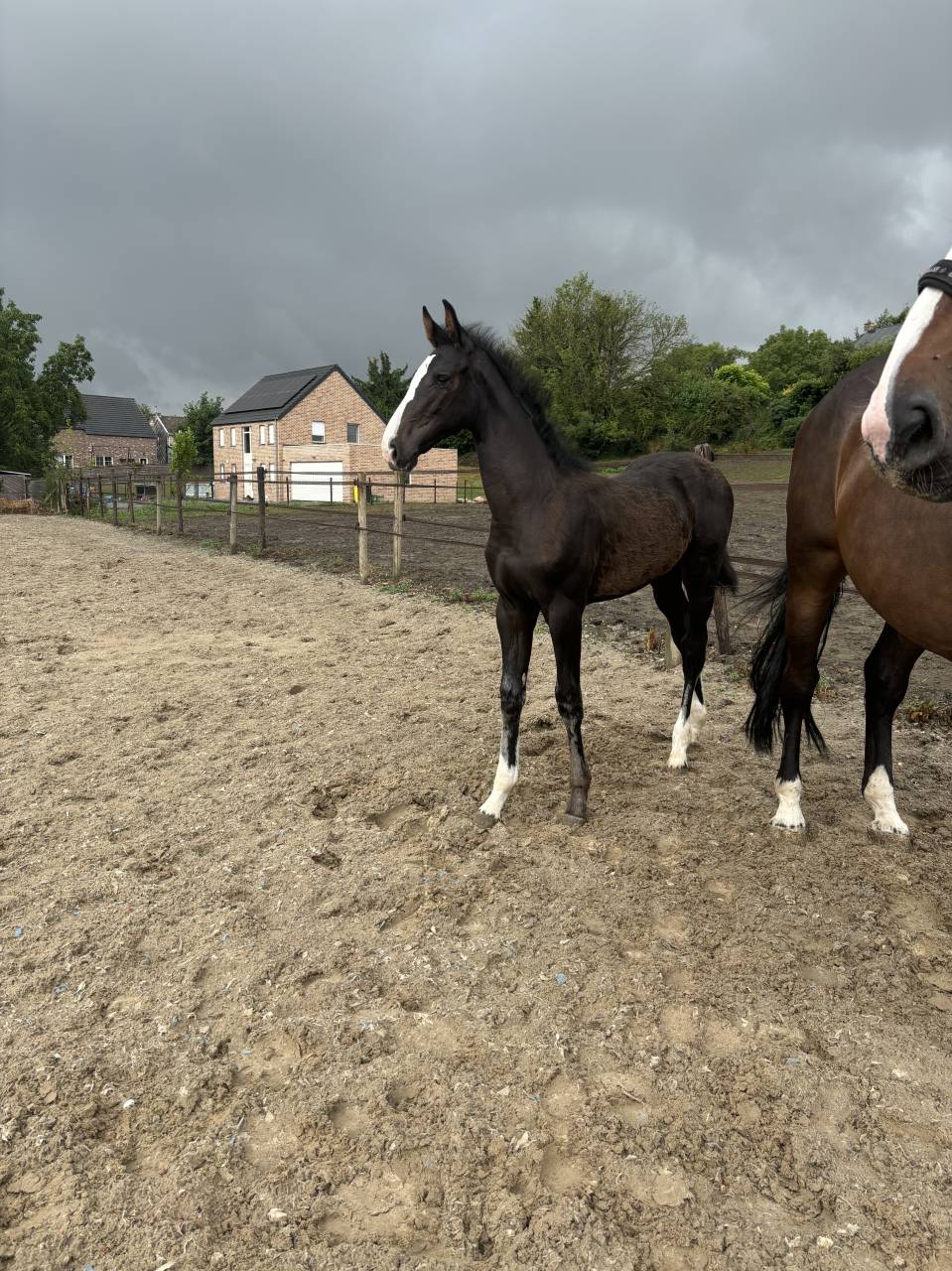 Poulain 2025 par Quel homme de hus