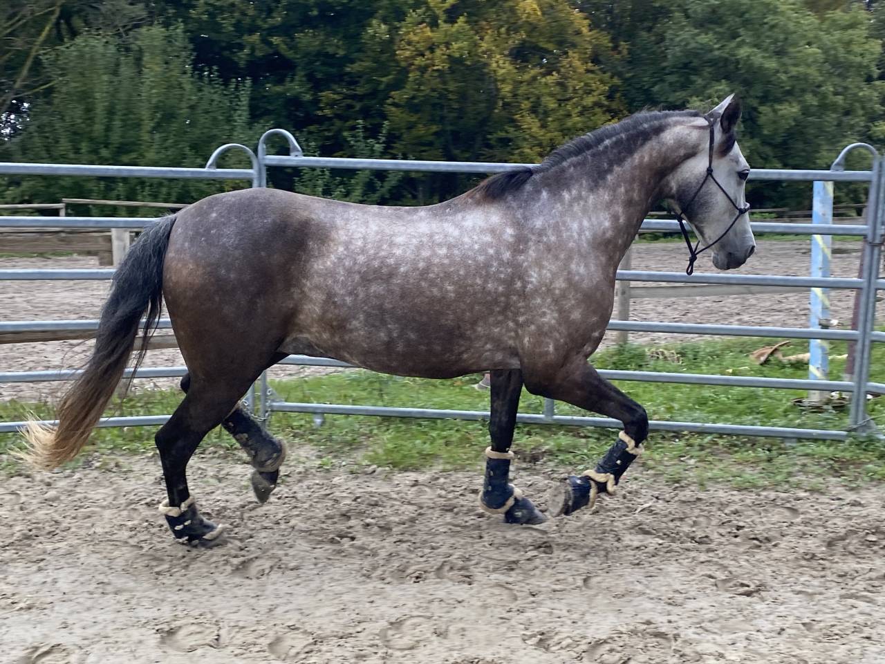 Superbe cheval de loisir 