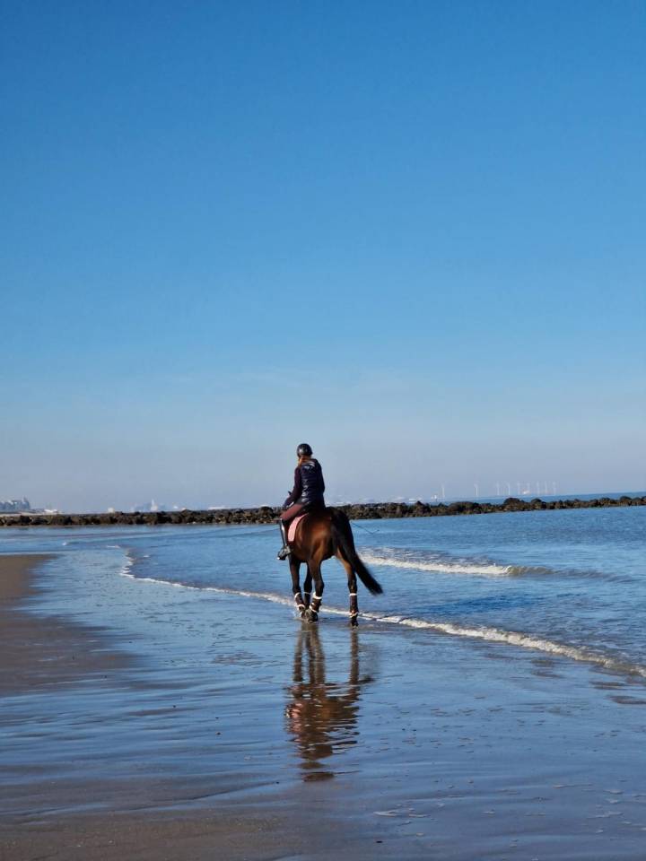 Kadaar cheval de 15 ans a vendre 