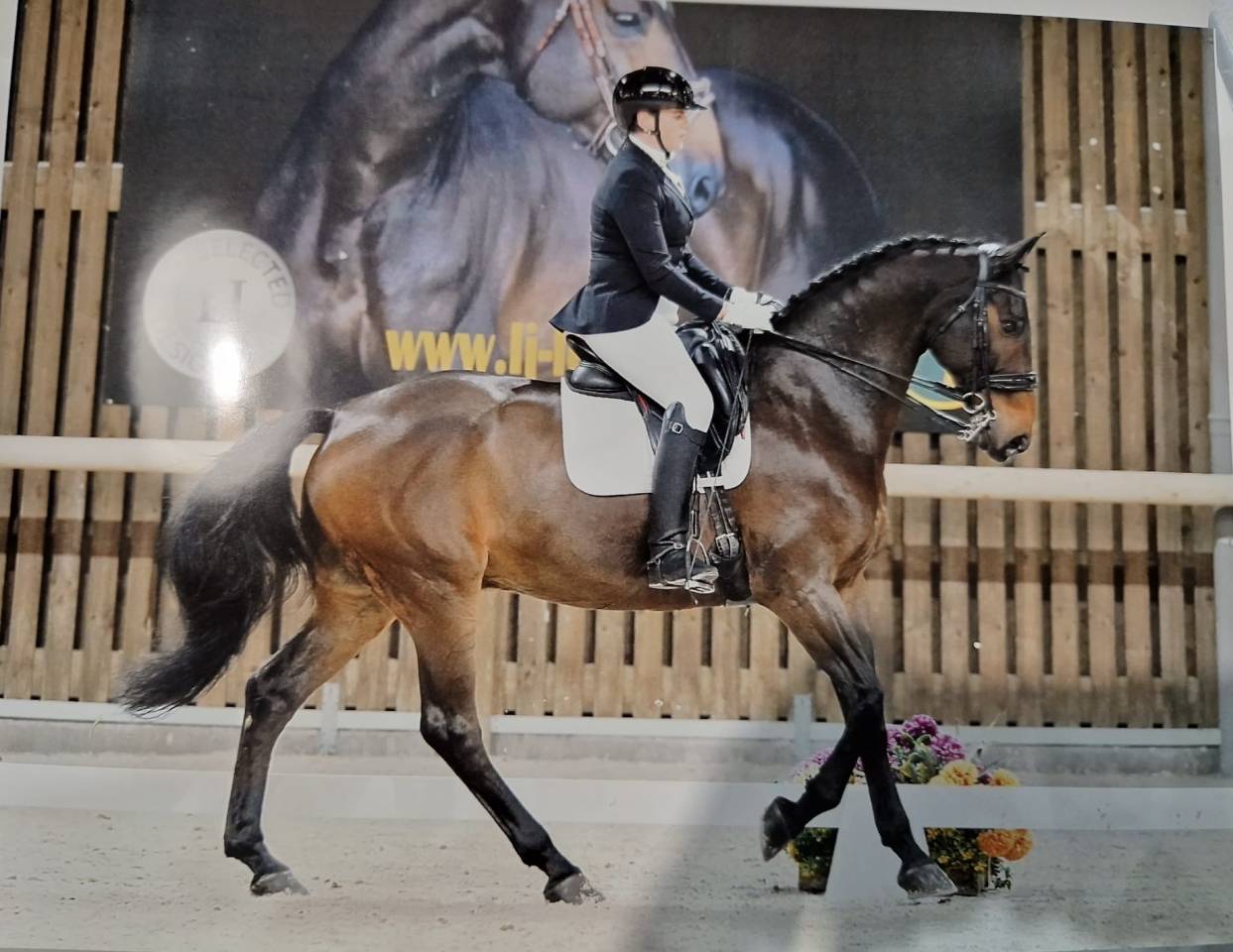 Kadaar cheval de 15 ans a vendre 