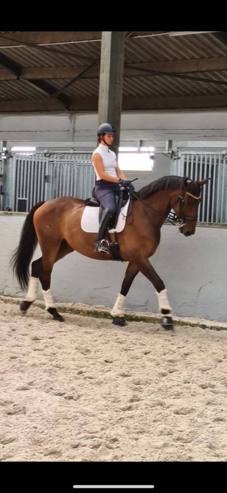 Kadaar cheval de 15 ans a vendre 