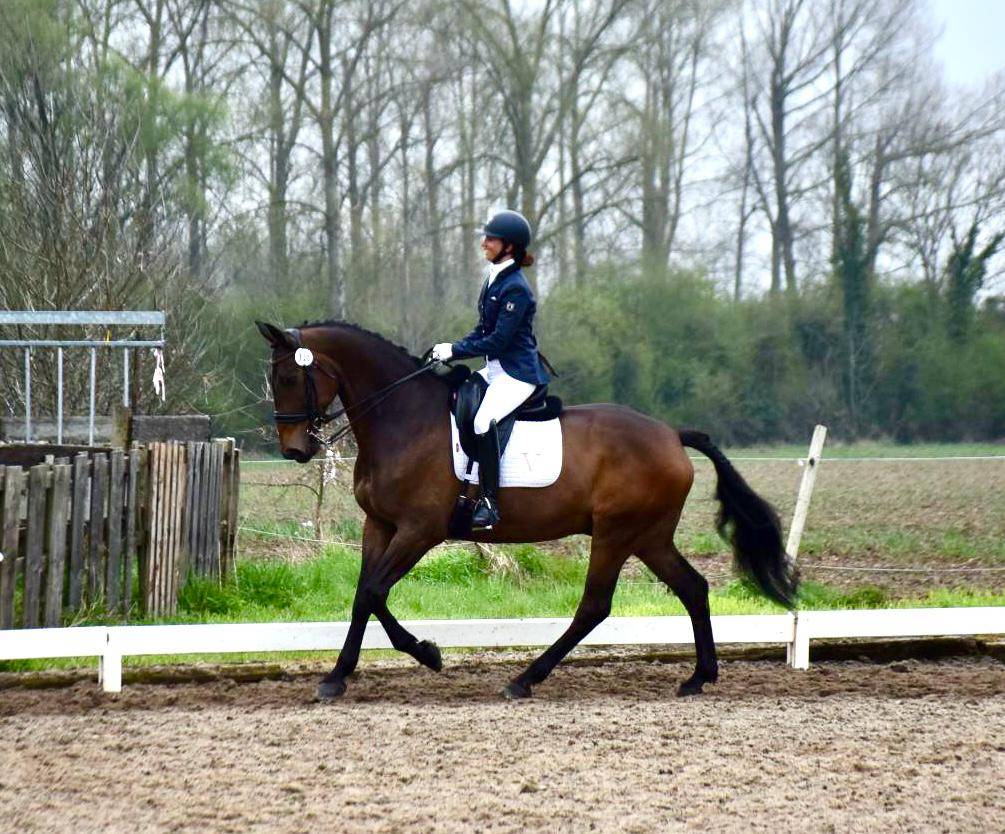 Kadaar cheval de 15 ans a vendre 