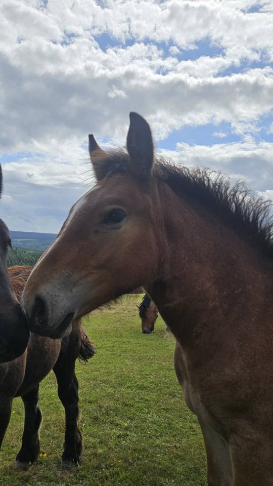 Poulain trait ardennais rouan 2025