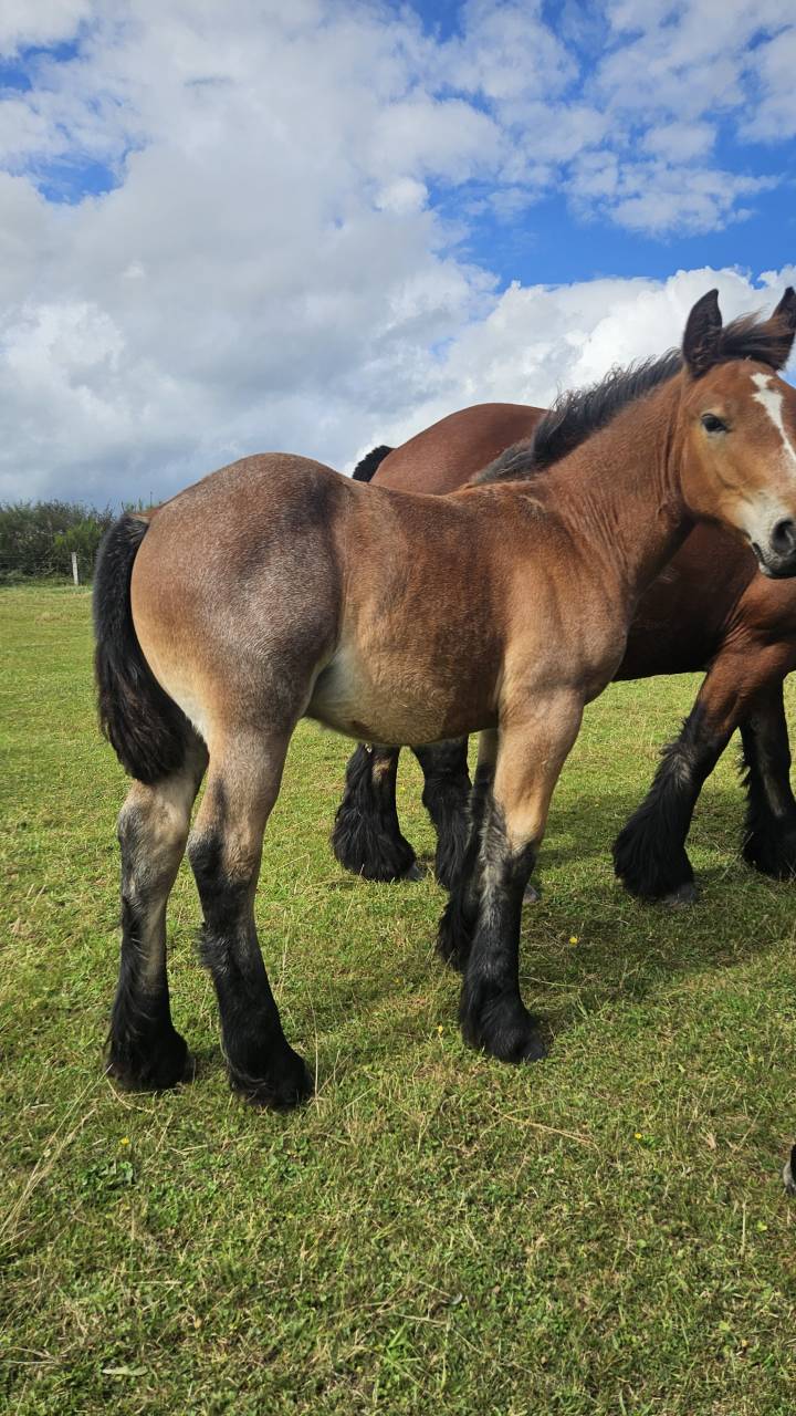 Poulain trait ardennais rouan 2025