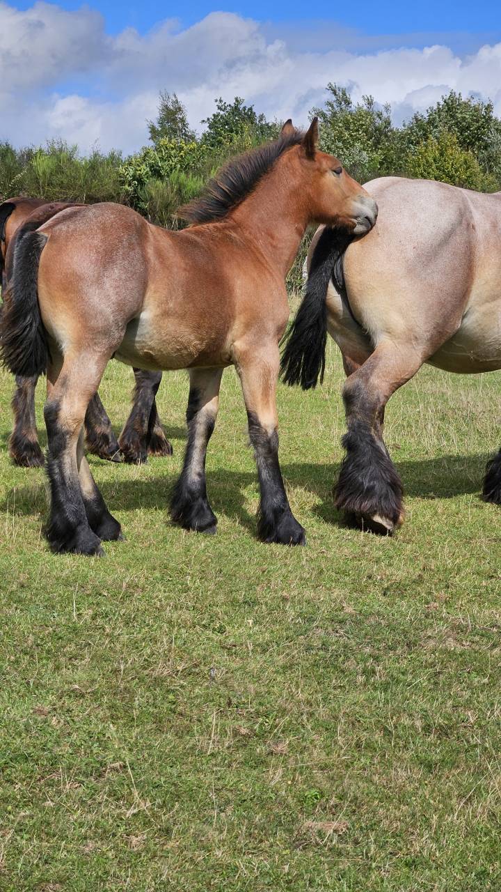 Poulain trait ardennais rouan 2025