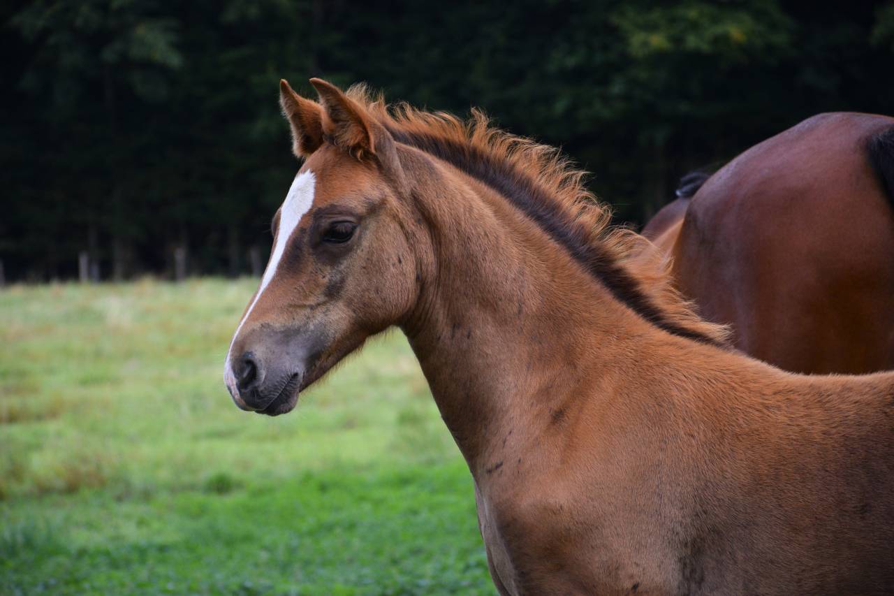 Foal mâle NF pour sport et/ou repro