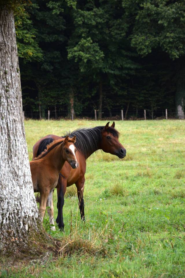 Foal mâle NF pour sport et/ou repro