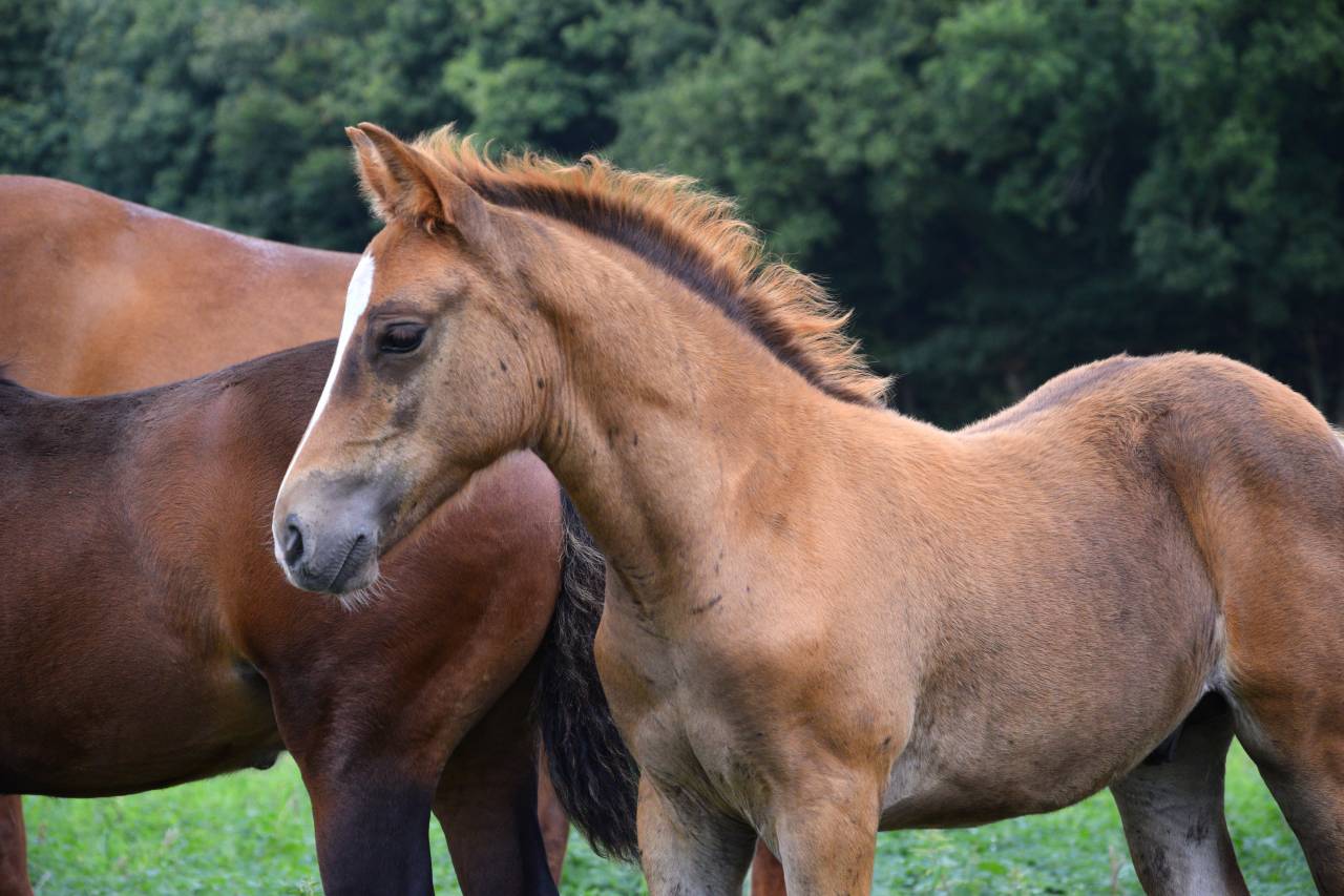 Foal mâle NF pour sport et/ou repro