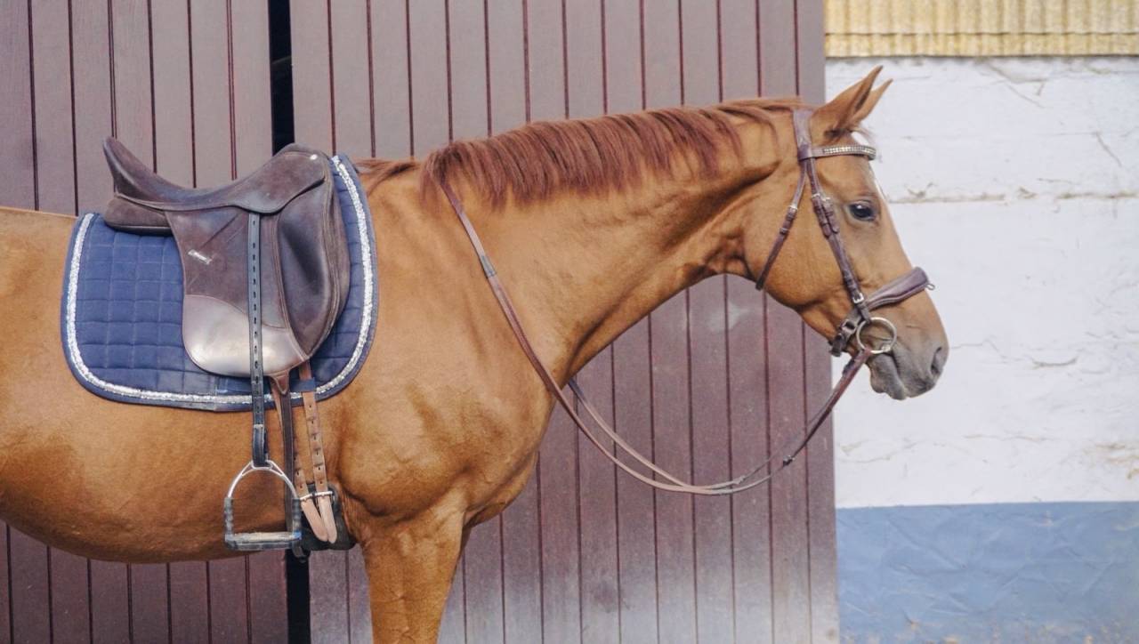 Jument SBS - dressage - tops origines 