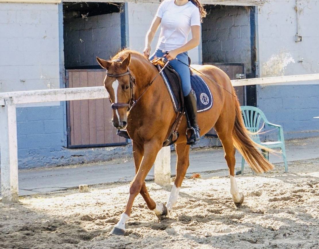 Jument SBS - dressage - tops origines 