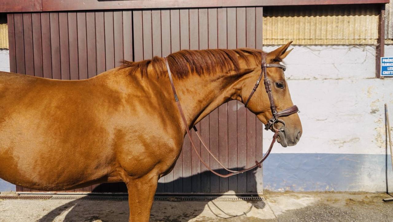 Jument SBS - dressage - tops origines 