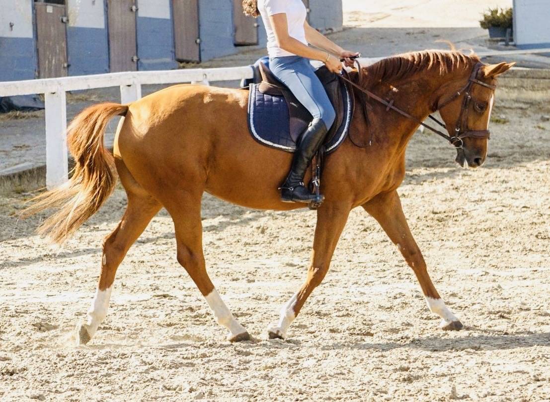 Jument SBS - dressage - tops origines 