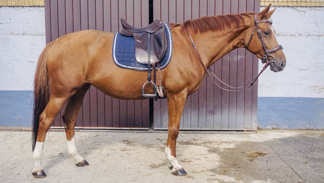 Jument SBS - dressage - tops origines 