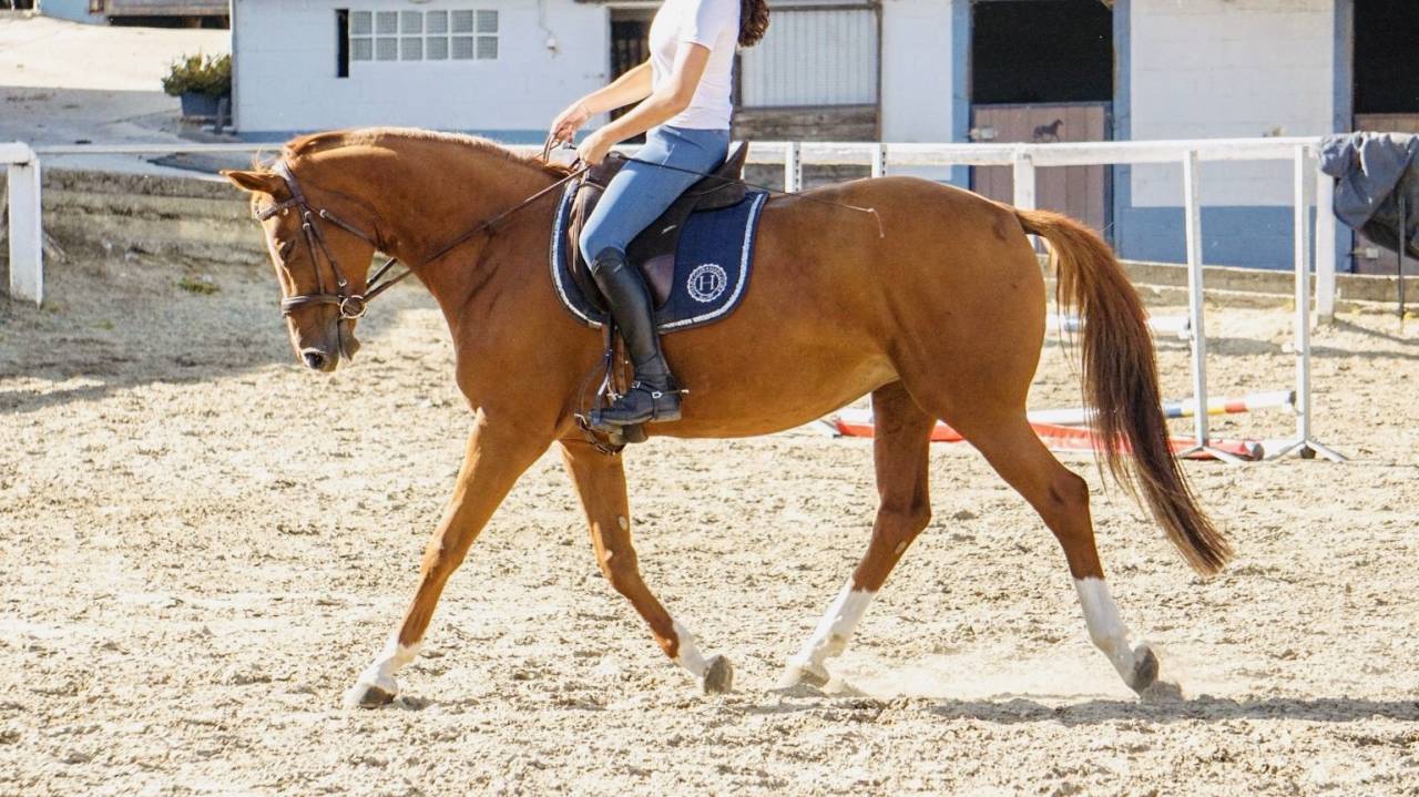 Jument SBS - dressage - tops origines 