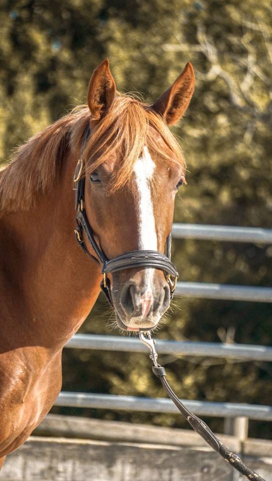 Hongre 1m45 top mental 