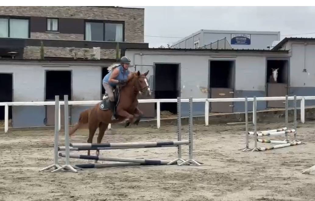 Hongre 1m45 top mental 