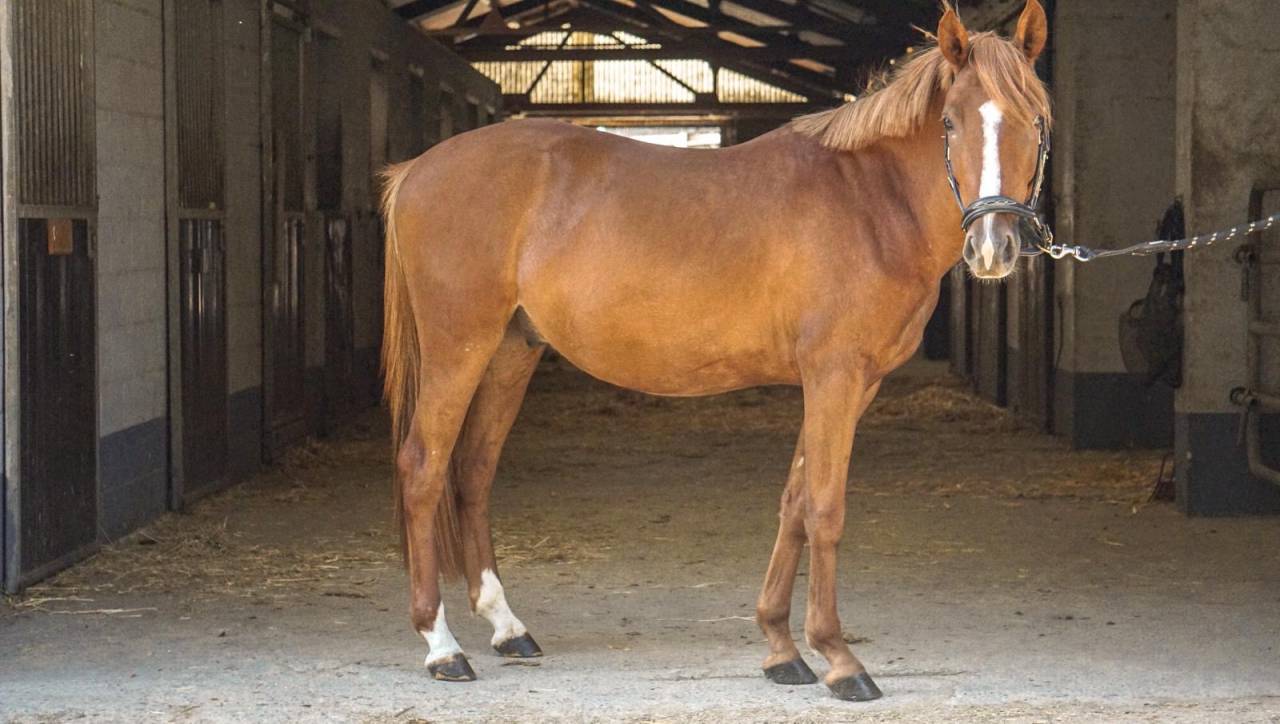 Hongre 1m45 top mental 