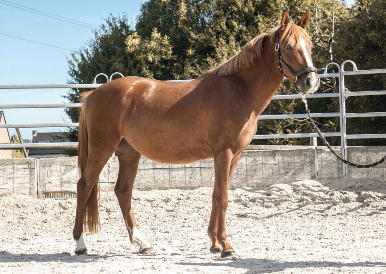 Hongre 1m45 top mental 